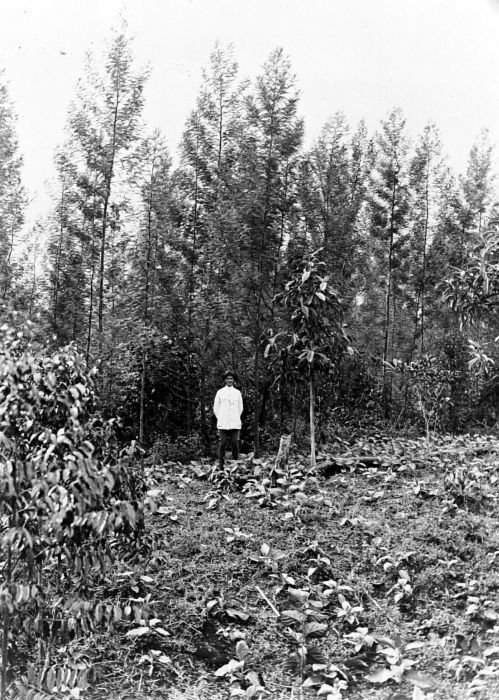 TA T–Die Welt als Wald_Von Holzstoff und Papier_Plantage mit Akazienbäumen Nahe Cibodas, West-Java, vor 1940. Tropenmuseum, Amsterdam. © Wikimedia Commons