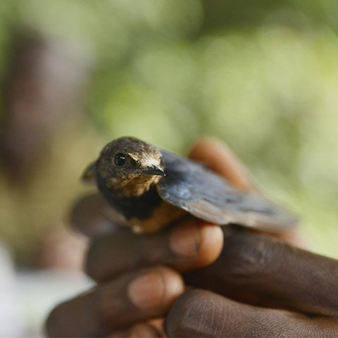 Hirundo rustica – die Rauchschwalbe