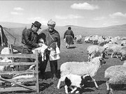 Abbildung: IVOMEC-Behandlung, in: Helmut Splisteser (2008/2009): „25 Jahre als Tierarzt in der Mongolei“