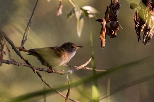 Luscinia megarhynchos, Foto: Osvaldo Negra