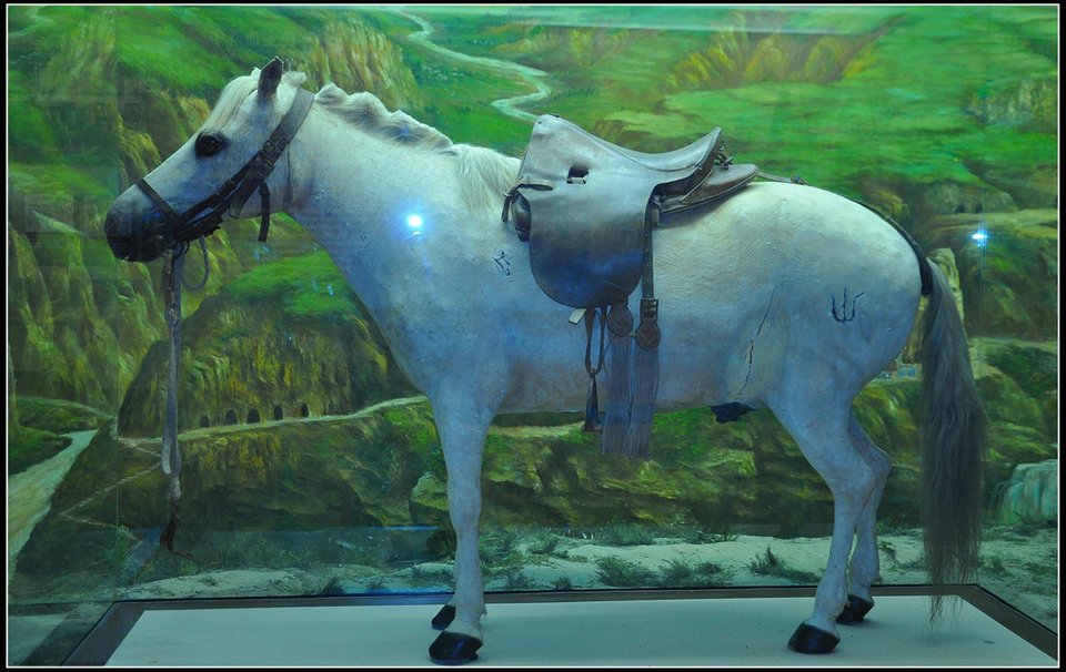 Pferd im Museum, 2011 