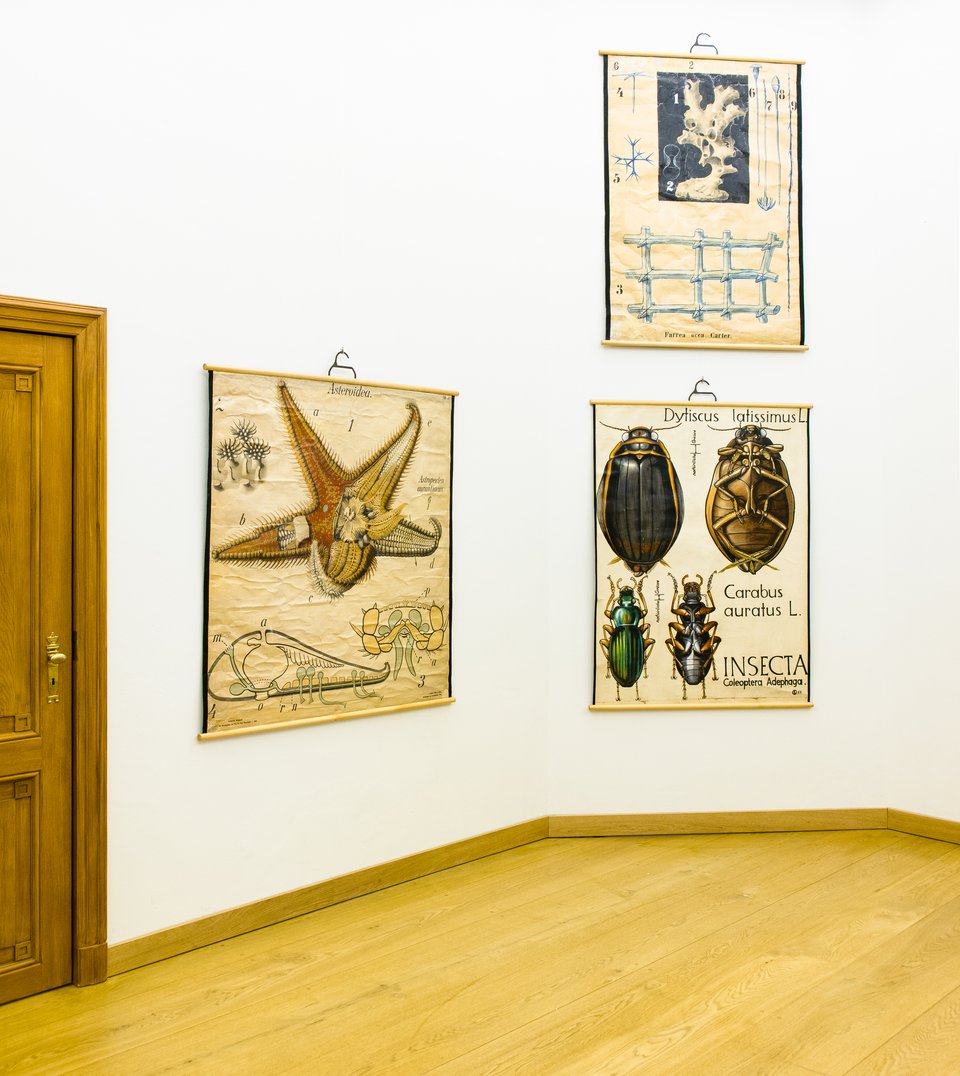 Aussicht auf die Ausstellung »Zoologie in Bildern«, Abb. 1: Foto © Felix Sattler/HU Berlin 2019, Wandtafeln aus der Zoologischen Lehrsammlung der Humboldt-Universität zu Berlin