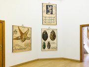 Aussicht auf die Ausstellung »Zoologie in Bildern«, Abb.: Foto © Felix Sattler/HU Berlin 2019, Wandtafeln aus der Zoologischen Lehrsammlung,  © Humboldt-Universität zu Berlin, Lebenswissenschaftliche Fakultät, Institut für Biologie/Vergleichende Zoologie