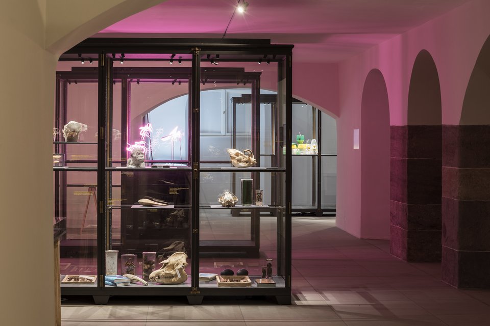 Zoological specimens from Humboldt-University's teaching collection. Exhibition view from Disappearing Legacies: The World as Forest at Tieranatomisches Theater of Humboldt-University Berlin. (Foto: Michael Pfisterer)