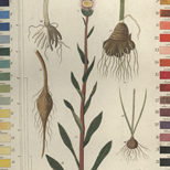 Kolorierter Kupferstich aus: Friedrich Gottlob Hayne: Termini botanici iconibus illustrati