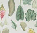 Illustratio systematis sexualis Linnaei, Folia simplicia, Kolorierter Kupferstich