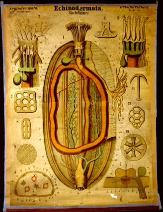 Rudolf Leuckart: Zoologische Wandtafel Nr. LXI