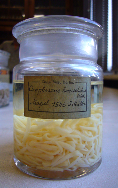 Lanzettfischchen Branchiostoma (=Amphioxus) lanceolatum (Pal.)