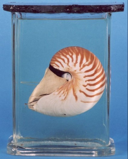 Das Perlboot Nautilus pompilius