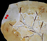 Kalkplatte mit einer fossilen Pflanze