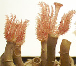 Glasmodell einer Gruppe Kalkröhrenwürmer (Serpula contortuplicata)