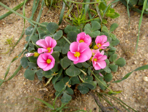 Oxalis purpurea ’Pink’ am natürlichen Standort nahe Captown (Foto: Ehrich 2011)