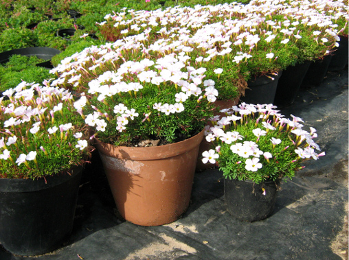 Oxalis glabra ’White’ in George, New Plant Nursery (Südafrika) (Foto: Ehrich 2011)