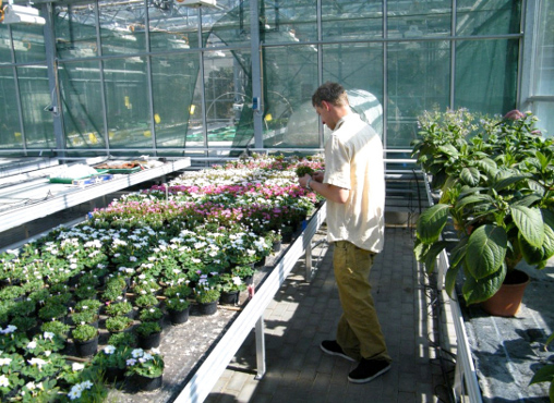 Versuchsgewächshaus Berlin-Dahlem mit Oxalis-Versuchen (Foto: Grüneberg 2011)