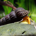 Noch unbeschriebene Schnecke der Gattung Tylomelania Sulawesi, Indonesien Foto: Chris Lukhaup