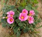 Oxalis purpurea ’Pink’ am natürlichen Standort nahe Captown