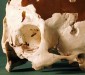 Syphilisschädel