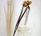 Herbarblatt einer Wildtulpe aus dem Schrader-Herbarium