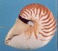 Helmholtz-Zentrum für Kulturtechnik - Das Perlboot Nautilus pompilius