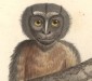 Nachtaffe, Simia trivirgata (Al. v. Humboldt und A. Bonplant)