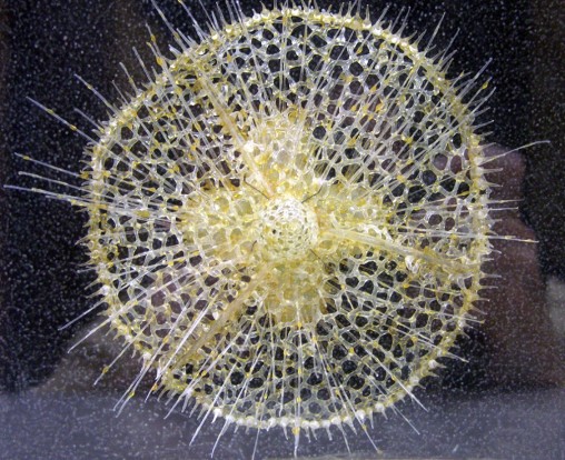Wissenschaftlichen Sammlungen der HU- Berlin Eucecryphalus schultzei