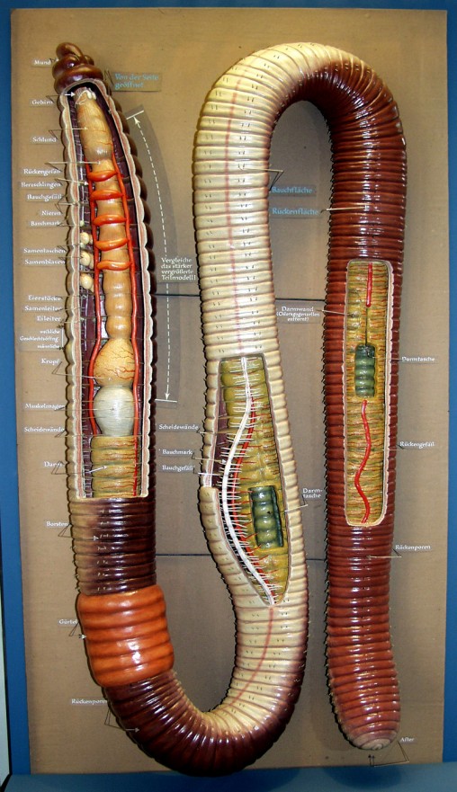 Regenwurmmodell