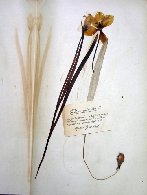 Herbarblatt einer Wildtulpe aus dem Schrader-Herbarium