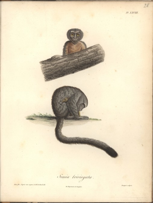 Nachtaffe, Simia trivirgata (Al. v. Humboldt und A. Bonplant)