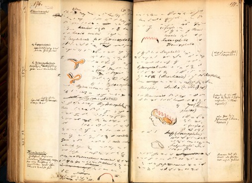 Mitschrift der Vorlesung Rudolf Virchows im Sommersemester 1858