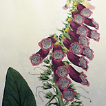 John Lindley: Digitalium Monographia, London 1821, Botanisches Museum Berlin-Dahlem, FU Berlin